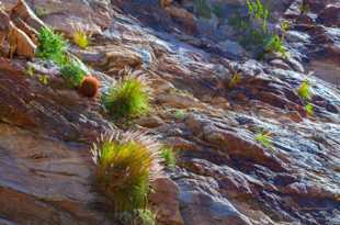 Anza Borrego-2146.jpg